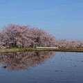 写真: 田園桜