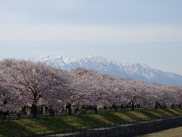 写真: 名残桜