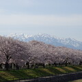 写真: 名残桜
