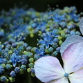 ノリノリ〜♪の紫陽花