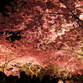 写真: 「夜桜」