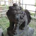 照片: 狛犬-諏方神社 (荒川区西日暮里)