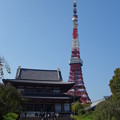 増上寺・本堂と東京タワー (港区芝公園)