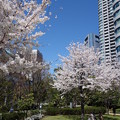 写真: 公園の桜 (港区東新橋)