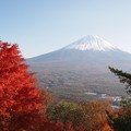 写真: 紅葉展望台より富士山と紅葉 (17)