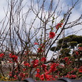 写真: 真っ赤な桜