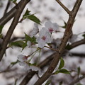 キラリ！葉桜