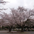 写真: 満開　大桜