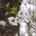 写真: しっとり葉桜