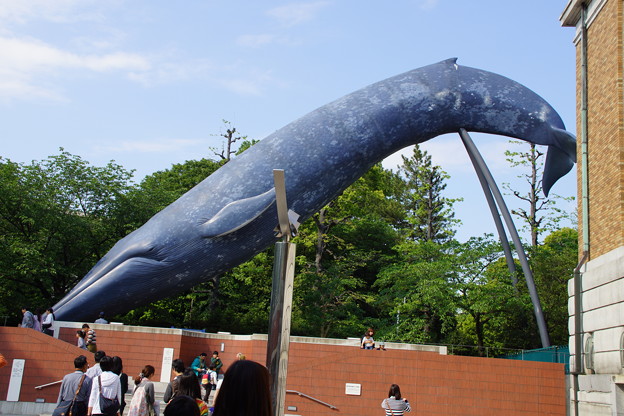 写真: 巨大クジラ　現る！