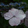 水滴つけて、梅雨紫陽花