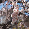 写真: 春到来　梅真っ盛り　2