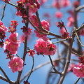 写真: 春到来　梅真っ盛り　4