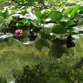 写真: 塀の向こうの池の風景