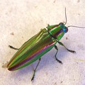 写真: 玉虫 jewel beetle