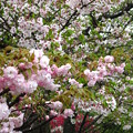 写真: 桜コラボ
