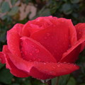 写真: 雨と薔薇