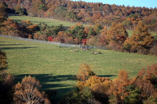 写真: 秋の牧場風景