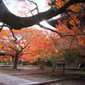 写真: 紅葉と堂宇のお寺