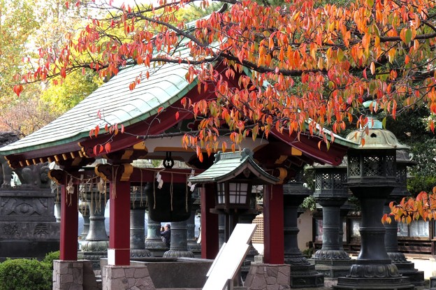 写真: 上野東照宮の紅葉