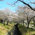 妙見川の桜 (3)
