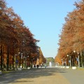 写真: 鶴見緑地・メタセコイアの紅葉