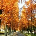 写真: 鶴見緑地・メタセコイアの紅葉 (4)