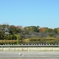 写真: 鶴見緑地・大池