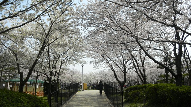 Photos: 花園中央公園の桜