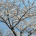 大龍禅寺の桜