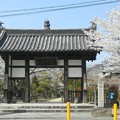 大龍禅寺の桜 (3)