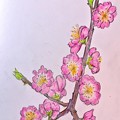 写真: 桃の花