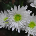 冬の花3、菊？
