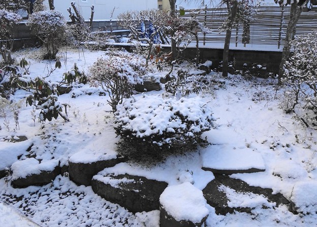 写真: 庭の積雪