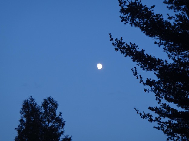 写真: 夕刻の月