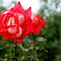 情熱の薔薇/(〓〓〓〓)〓 〜 〓