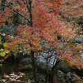 写真: 滑床渓谷の紅葉