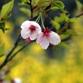 写真: 可愛いい桜