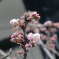 写真: 桜の花