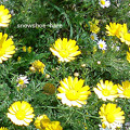 写真: 鮮やかな黄色い花