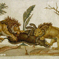 写真: イノシシを襲うライオンたち