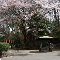 総持寺の桜