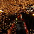 写真: 夜桜(2)