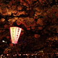 写真: 夜桜(3)