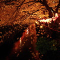 夜桜(6)