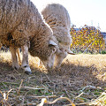 ブドウ畑の羊たち