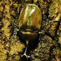 写真: 初撮り・樹液を吸うカブトムシ