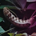 写真: ヤブガラシを食べるイモムシ(コスズメの幼虫)