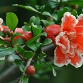 写真: ハナザクロの花.