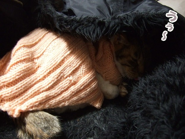 写真: 猫にセーター着せました